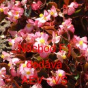 Kysala st&aacute;lekvetouc&iacute;, ledovka, beg&oacute;nie N&aacute;chod F1