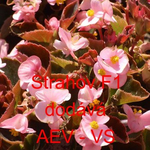 Kysala st&aacute;lekvetouc&iacute;, ledovka, beg&oacute;nie Strahov F1