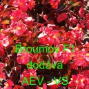 Kysala st&aacute;lekvetouc&iacute;, ledovka, beg&oacute;nie Broumov F1