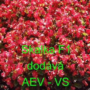 Kysala st&aacute;lekvetouc&iacute;, ledovka, beg&oacute;nie Skalka F1