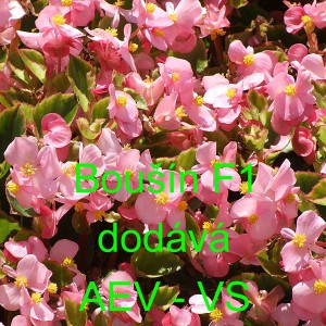 Kysala st&aacute;lekvetouc&iacute;, ledovka, beg&oacute;nie Bou&scaron;&iacute;n F1