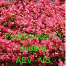 Kysala st&aacute;lekvetouc&iacute;, ledovka, beg&oacute;nie Podkrkono&scaron;&iacute; F1