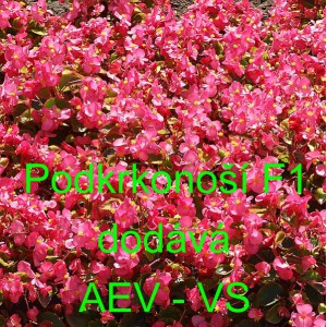 Kysala st&aacute;lekvetouc&iacute;, ledovka, beg&oacute;nie Podkrkono&scaron;&iacute; F1