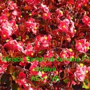 Kysala st&aacute;lekvetouc&iacute;, ledovka, beg&oacute;nie Variace &Scaron;arlatově červen&aacute; F1