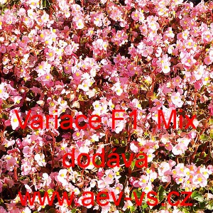 Kysala st&aacute;lekvetouc&iacute;, ledovka, beg&oacute;nie Variace F1 Mix