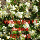 Kysala st&aacute;lekvetouc&iacute;, ledovka, beg&oacute;nie Variace B&iacute;l&aacute; F1