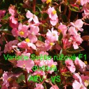 Kysala st&aacute;lekvetouc&iacute;, ledovka, beg&oacute;nie Variace Světle růžov&aacute; F1