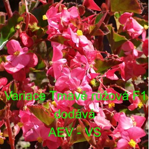 Kysala st&aacute;lekvetouc&iacute;, ledovka, beg&oacute;nie Variace Tmavě růžov&aacute; F1