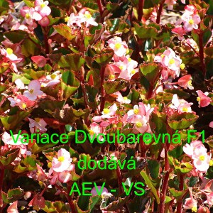 Kysala st&aacute;lekvetouc&iacute;, ledovka, beg&oacute;nie Variace Dvoubarevn&aacute; F1