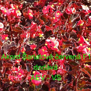 Kysala st&aacute;lekvetouc&iacute;, ledovka, beg&oacute;nie Akord F1 &Scaron;arlatově červen&aacute; 