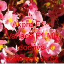 Kysala st&aacute;lekvetouc&iacute;, ledovka, beg&oacute;nie Akord F1 + Variace F1 Mix