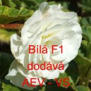 Kysala velkokvět&aacute;, hl&iacute;znat&aacute;, beg&oacute;nie B&iacute;l&aacute; F1