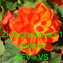 Kysala velkokvět&aacute;, hl&iacute;znat&aacute;, beg&oacute;nie Žlutooranžov&aacute; F1