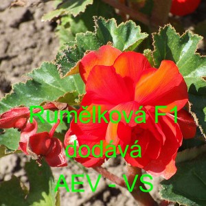 Kysala velkokvět&aacute;, hl&iacute;znat&aacute;, beg&oacute;nie Rumělkov&aacute; F1