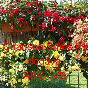 Kysala velkokvět&aacute;, beg&oacute;nie hl&iacute;znat&aacute;, převisl&aacute; Chanson F1 Mix