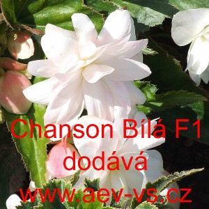 Kysala velkokvět&aacute;, beg&oacute;nie hl&iacute;znat&aacute;, převisl&aacute; Chanson B&iacute;l&aacute; F1