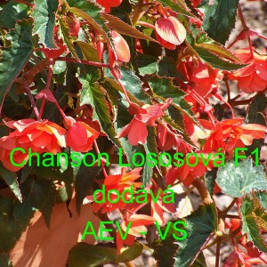 Kysala velkokvět&aacute;, beg&oacute;nie hl&iacute;znat&aacute;, převisl&aacute; Chanson Lososov&aacute; F1