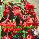 Kysala velkokvět&aacute;, beg&oacute;nie hl&iacute;znat&aacute;, převisl&aacute; Chanson Jasně červen&aacute; F1