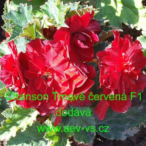 Kysala velkokvět&aacute;, beg&oacute;nie hl&iacute;znat&aacute;, převisl&aacute; Chanson Tmavě červen&aacute; F1