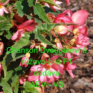 Kysala velkokvět&aacute;, beg&oacute;nie hl&iacute;znat&aacute;, převisl&aacute; Chanson Dvoubarevn&aacute; růžovo-b&iacute;l&aacute; F1