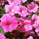 Pet&uacute;nie zkř&iacute;žen&aacute; &bdquo;surf&iacute;nie&ldquo; převisl&aacute; Rose Vein Velvet F1