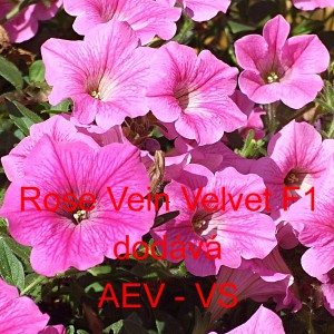 Pet&uacute;nie zkř&iacute;žen&aacute; &bdquo;surf&iacute;nie&ldquo; převisl&aacute; Velvet F1 Rose Vein 