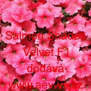 Pet&uacute;nie zkř&iacute;žen&aacute; &bdquo;surf&iacute;nie&ldquo; převisl&aacute; Velvet F1 Salmon Shades 