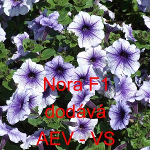 Pet&uacute;nie mnohokvět&aacute; Nora F1