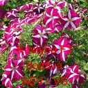 Pet&uacute;nie mnohokvět&aacute; Krist&yacute;na F1