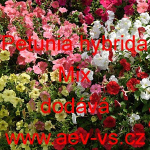Pet&uacute;nie mnohokvět&aacute; F1 Mix