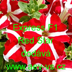 Pet&uacute;nie velkokvět&aacute; Express F1 Red Star