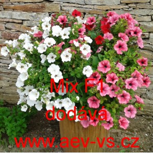 Pet&uacute;nie velkokvět&aacute; Mix F1