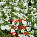 Pet&uacute;nie velkokvět&aacute; Půvab F1