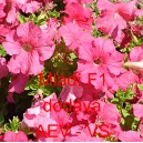 Pet&uacute;nie velkokvět&aacute; Ml&aacute;d&iacute; F1