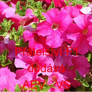 Pet&uacute;nie velkokvět&aacute; Př&aacute;telstv&iacute; F1