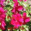 Pet&uacute;nie velkokvět&aacute; Radost F1