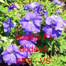 Pet&uacute;nie velkokvět&aacute; Naděje F1