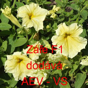 Pet&uacute;nie velkokvět&aacute; Z&aacute;ře F1