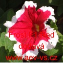 Pet&uacute;nie velkokvět&aacute; Frost F1 Red