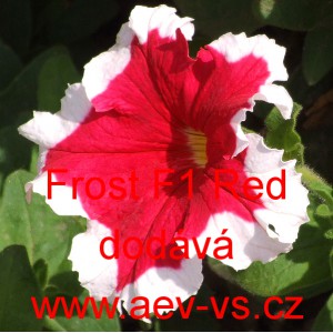 Pet&uacute;nie velkokvět&aacute; Frost F1 Red