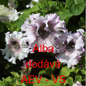 Pet&uacute;nie velkokvět&aacute; třepenit&aacute; Alba