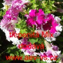 Pet&uacute;nie velkokvět&aacute; třepenit&aacute; Mix