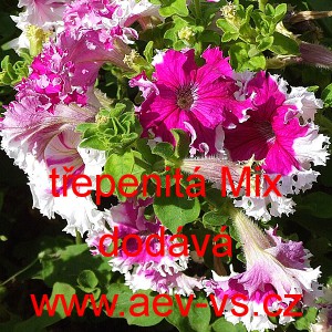 Pet&uacute;nie velkokvět&aacute; třepenit&aacute; Mix
