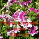 Pet&uacute;nie velkokvět&aacute; Pozdrav z&nbsp;Jaroměře