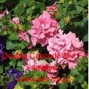 Pet&uacute;nie velkokvět&aacute;, plnokvět&aacute;, n&iacute;zk&aacute; Double Cascade Mix F1