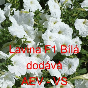 Pet&uacute;nie velkokvět&aacute; převisl&aacute; Lavina F1 B&iacute;l&aacute;