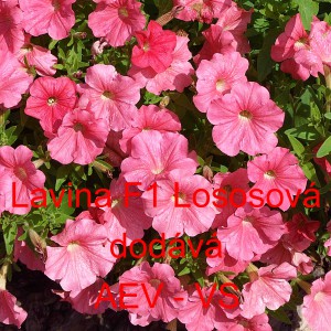 Pet&uacute;nie velkokvět&aacute; převisl&aacute; Lavina F1 Lososov&aacute;