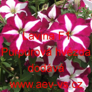Pet&uacute;nie velkokvět&aacute; převisl&aacute; Lavina F1 Purpurov&aacute; hvězda