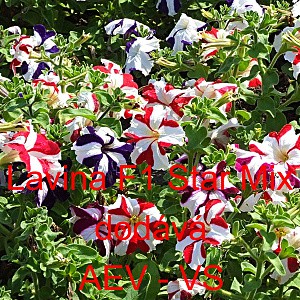 Pet&uacute;nie velkokvět&aacute; převisl&aacute; Lavina F1 Star Mix