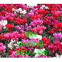 Bramboř&iacute;k persk&yacute; Mix